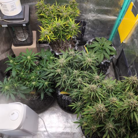 Donna- NH Nuclear Stardawg (74), 22% Sativa, 150g wet/29 dry growlog timeline photo