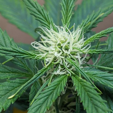 Frannie- BB Fat Bastard (90), Hybrid, 30-38%, 312 wet/57 dry growlog timeline photo