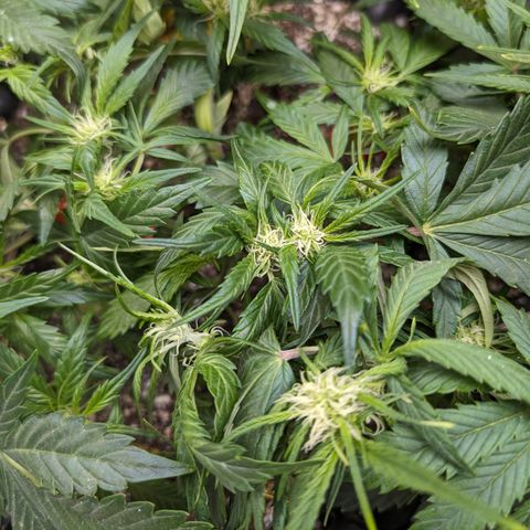Frannie- BB Fat Bastard (90), Hybrid, 30-38%, 312 wet/57 dry growlog timeline photo