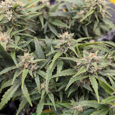 Chrissy -Bruce Banner (78d) 27-33% 60/40S, 215gw/41g dry growlog photo: I think she has nanners. Not sure what to do. It's light stress...🤷🏻 she's in the brightest light today. 