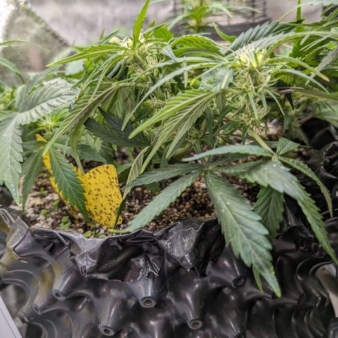 Frannie- BB Fat Bastard (90), Hybrid, 30-38%, 312 wet/57 dry growlog timeline photo