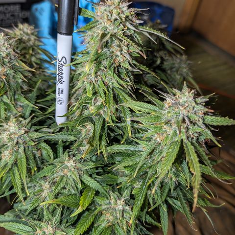 Zelda- Purple Panama Red 17-21%S, (94 days),  287w/60d growlog timeline photo
