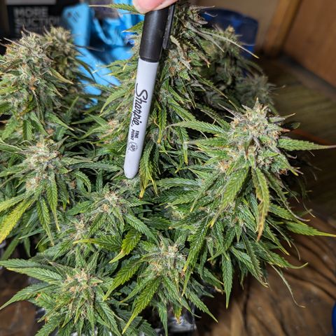 Zelda- Purple Panama Red 17-21%S, (94 days),  287w/60d growlog timeline photo