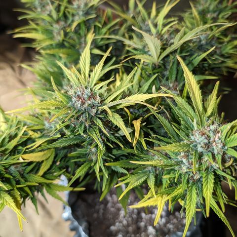 Quinn- Quarter Pounder w/Cheese (84d) 22-28%Sativa 163g wet/36g dry growlog timeline photo