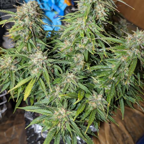 Zelda- Purple Panama Red 17-21%S, (94 days),  287w/60d growlog timeline photo