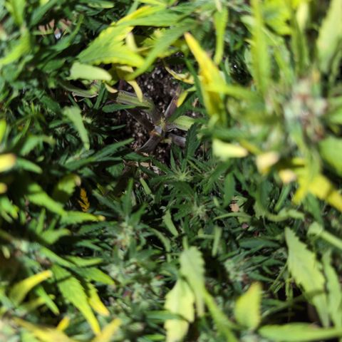 Quinn- Quarter Pounder w/Cheese (84d) 22-28%Sativa 163g wet/36g dry growlog photo: So many will be wasted!