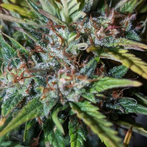 Quinn- Quarter Pounder w/Cheese (84d) 22-28%Sativa 163g wet/36g dry growlog timeline photo