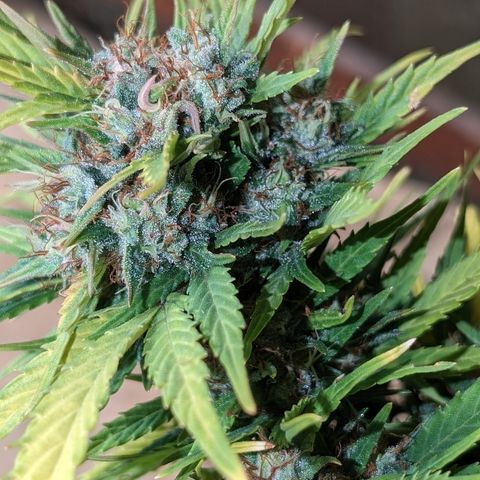 Quinn- Quarter Pounder w/Cheese (84d) 22-28%Sativa 163g wet/36g dry growlog timeline photo