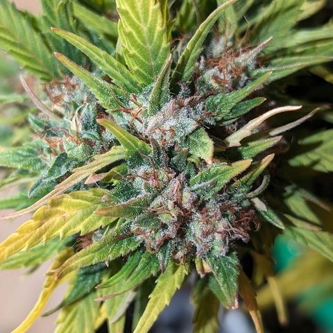 Quinn- Quarter Pounder w/Cheese (84d) 22-28%Sativa 163g wet/36g dry growlog timeline photo
