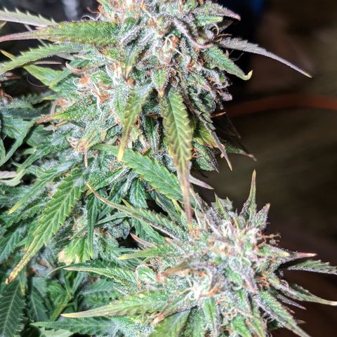 Zelda- Purple Panama Red 17-21%S, (94 days),  287w/60d growlog timeline photo