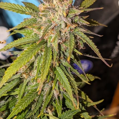Zelda- Purple Panama Red 17-21%S, (94 days),  287w/60d growlog timeline photo