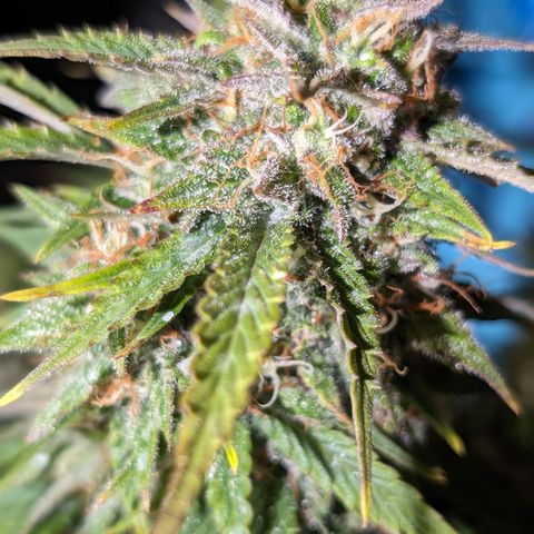 Zelda- Purple Panama Red 17-21%S, (94 days),  287w/60d growlog timeline photo