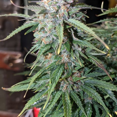 Zelda- Purple Panama Red 17-21%S, (94 days),  287w/60d growlog timeline photo