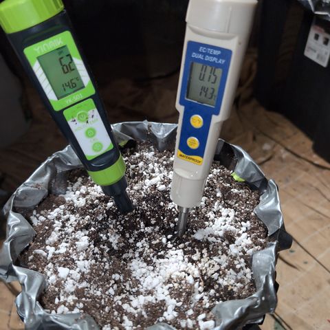 Donna- NH Nuclear Stardawg (74), 22% Sativa, 150g wet/29 dry growlog photo: Today?