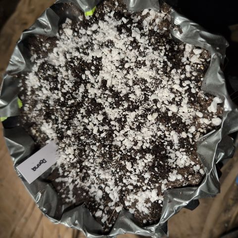 Donna- NH Nuclear Stardawg (74), 22% Sativa, 150g wet/29 dry growlog timeline photo
