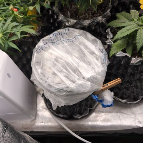 Donna- NH Nuclear Stardawg (74), 22% Sativa, 150g wet/29 dry growlog photo: 😆🎂