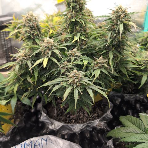 Zelda- Purple Panama Red 17-21%S, (94 days),  287w/60d growlog timeline photo
