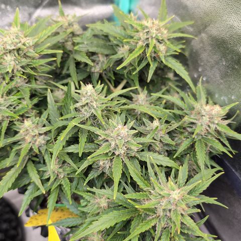 Chrissy -Bruce Banner (78d) 27-33% 60/40S, 215gw/41g dry growlog photo: I hope nanners won't hurt her.