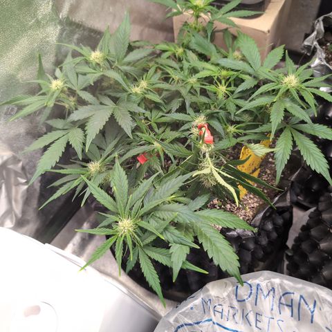 Frannie- BB Fat Bastard (90), Hybrid, 30-38%, 312 wet/57 dry growlog photo: She's so wide!