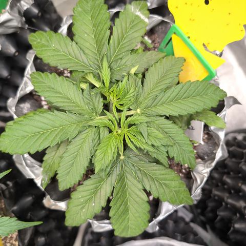 Anita-NH ATF (73), 13-27%, Sativa 149g wet/25g dry growlog photo: ❤️