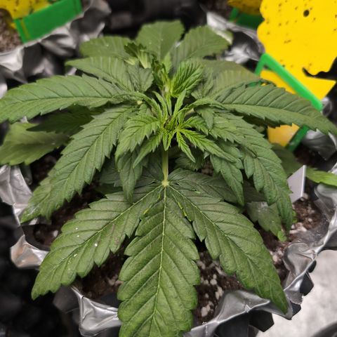 Anita-NH ATF (73), 13-27%, Sativa 149g wet/25g dry growlog photo: ❤️