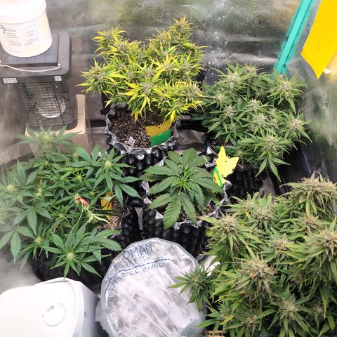 Donna- NH Nuclear Stardawg (74), 22% Sativa, 150g wet/29 dry growlog photo: Looks a little packed! 😁