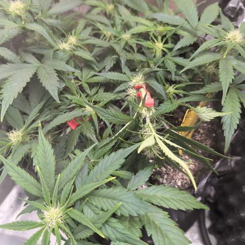Frannie- BB Fat Bastard (90), Hybrid, 30-38%, 312 wet/57 dry growlog photo: I don't like that I bent the flower, but she was too tall.
