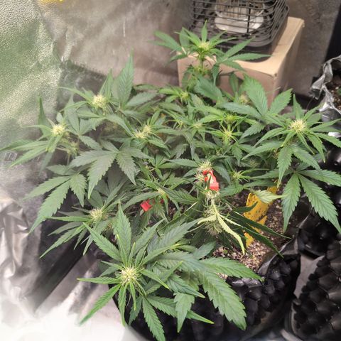 Frannie- BB Fat Bastard (90), Hybrid, 30-38%, 312 wet/57 dry growlog timeline photo