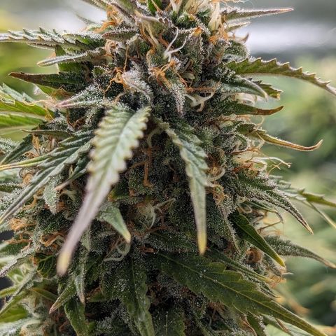 Zelda- Purple Panama Red 17-21%S, (94 days),  287w/60d growlog photo: She is SO close! I may come back to take her out.