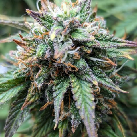 Zelda- Purple Panama Red 17-21%S, (94 days),  287w/60d growlog photo: She is SO close! I may come back to take her out.