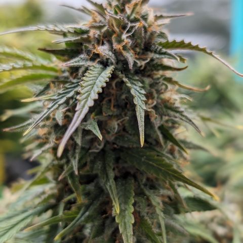 Zelda- Purple Panama Red 17-21%S, (94 days),  287w/60d growlog photo: She is SO close! I may come back to take her out.