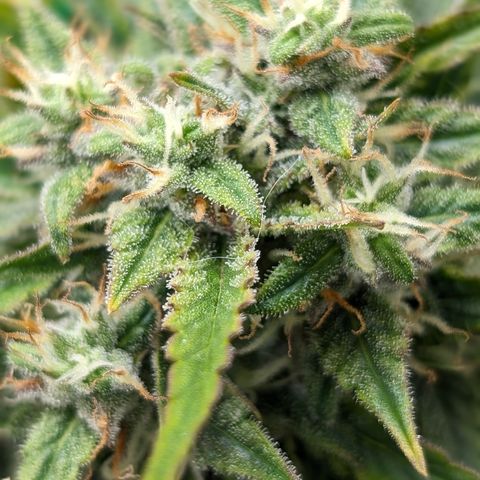 Chrissy -Bruce Banner (78d) 27-33% 60/40S, 215gw/41g dry growlog photo: I think she has a bunch of amber! 🤯 I'm not taking her out yet.