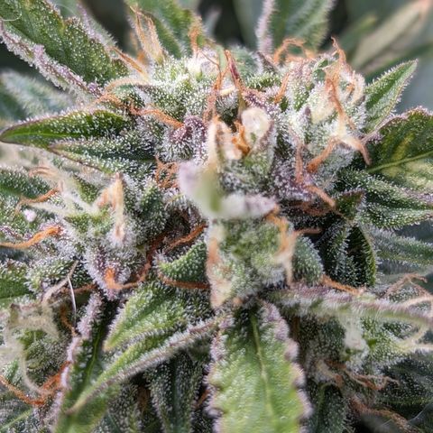 Chrissy -Bruce Banner (78d) 27-33% 60/40S, 215gw/41g dry growlog photo: I think she has a bunch of amber! 🤯 I'm not taking her out yet.