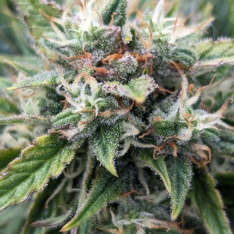 Chrissy -Bruce Banner (78d) 27-33% 60/40S, 215gw/41g dry growlog photo: I think she has a bunch of amber! 🤯 I'm not taking her out yet.
