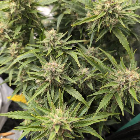 Chrissy -Bruce Banner (78d) 27-33% 60/40S, 215gw/41g dry growlog timeline photo