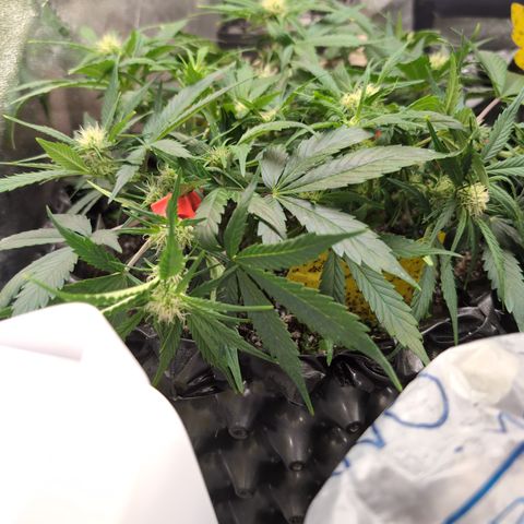 Frannie- BB Fat Bastard (90), Hybrid, 30-38%, 312 wet/57 dry growlog photo: OMG! She's a beast! ❤️