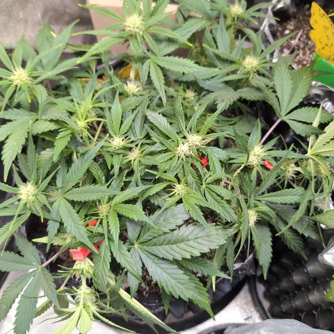 Frannie- BB Fat Bastard (90), Hybrid, 30-38%, 312 wet/57 dry growlog photo: OMG! She's a beast! ❤️