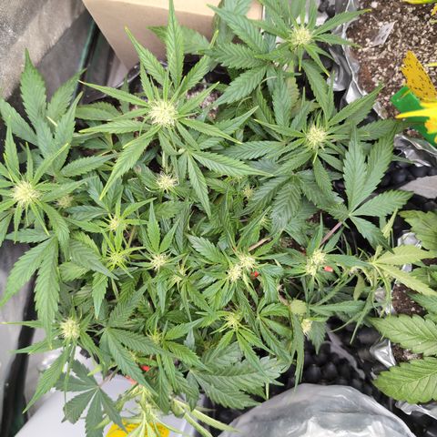 Frannie- BB Fat Bastard (90), Hybrid, 30-38%, 312 wet/57 dry growlog photo: OMG! She's a beast! ❤️