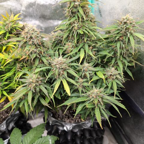 Zelda- Purple Panama Red 17-21%S, (94 days),  287w/60d growlog timeline photo