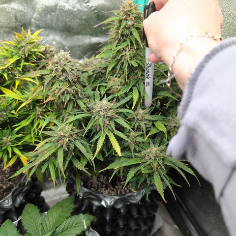 Zelda- Purple Panama Red 17-21%S, (94 days),  287w/60d growlog timeline photo