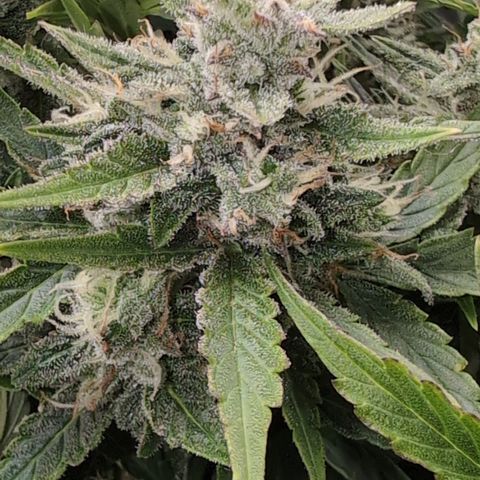 Chrissy -Bruce Banner (78d) 27-33% 60/40S, 215gw/41g dry growlog photo: She wins for being frosty!