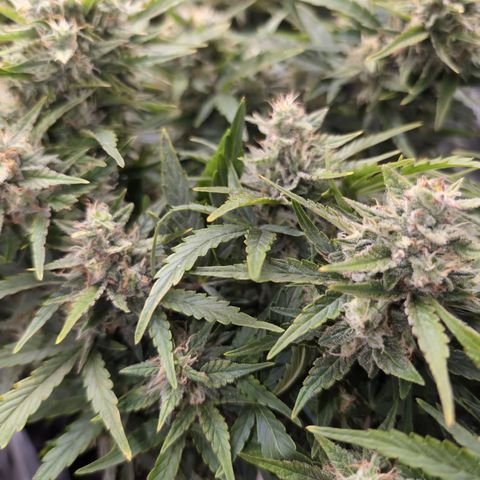 Chrissy -Bruce Banner (78d) 27-33% 60/40S, 215gw/41g dry growlog photo: She wins for being frosty!