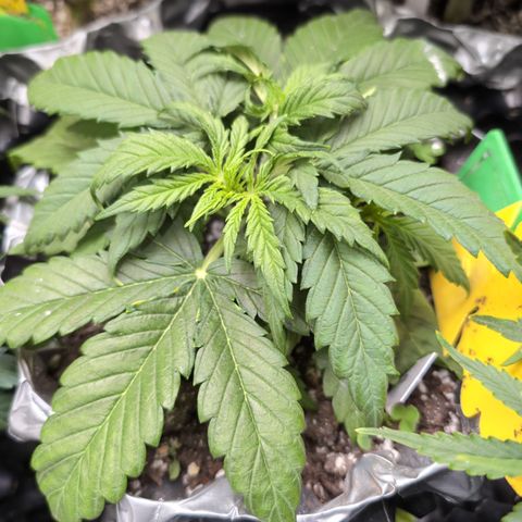 Anita-NH ATF (73), 13-27%, Sativa 149g wet/25g dry growlog photo: She's starting to take off! I see clover, too!