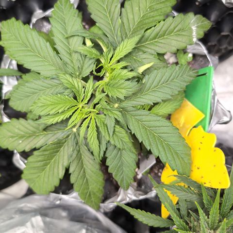 Anita-NH ATF (73), 13-27%, Sativa 149g wet/25g dry growlog photo: She's starting to take off! I see clover, too!