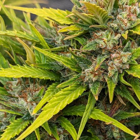 Quinn- Quarter Pounder w/Cheese (84d) 22-28%Sativa 163g wet/36g dry growlog photo: As yellow as she is, still a vision!