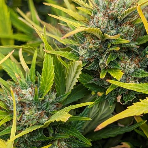 Quinn- Quarter Pounder w/Cheese (84d) 22-28%Sativa 163g wet/36g dry growlog photo: As yellow as she is, still a vision!