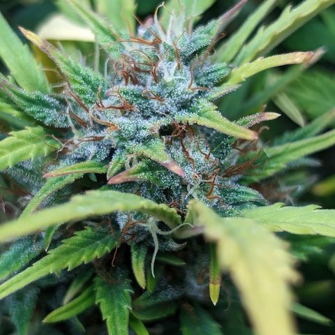 Quinn- Quarter Pounder w/Cheese (84d) 22-28%Sativa 163g wet/36g dry growlog photo: As yellow as she is, still a vision!