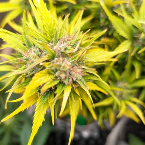 Quinn- Quarter Pounder w/Cheese (84d) 22-28%Sativa 163g wet/36g dry growlog photo: As yellow as she is, still a vision!