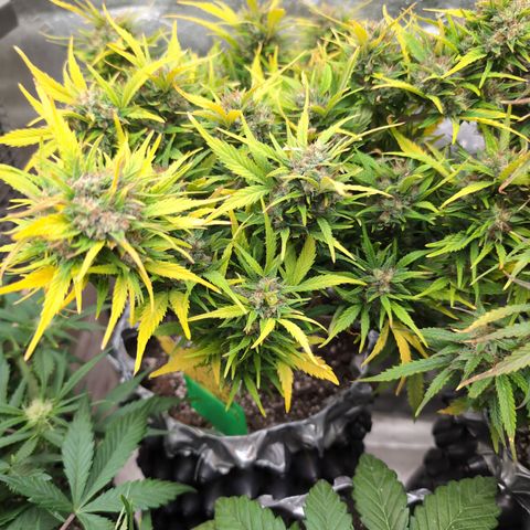 Quinn- Quarter Pounder w/Cheese (84d) 22-28%Sativa 163g wet/36g dry growlog photo: As yellow as she is, still a vision!