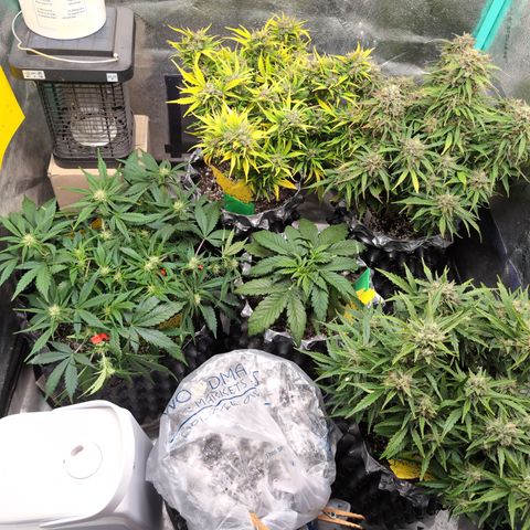 Donna- NH Nuclear Stardawg (74), 22% Sativa, 150g wet/29 dry growlog photo: Zelda, Quinn and Chrissy are very close. 🤯